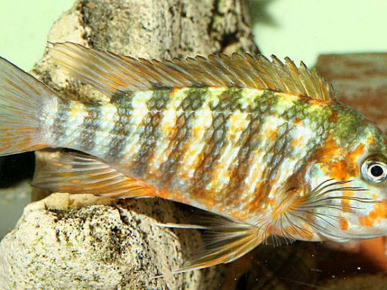 Petrochromis spec. Kazumbe