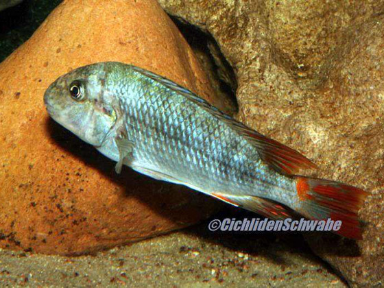 Petrochromis texas Ubwari
