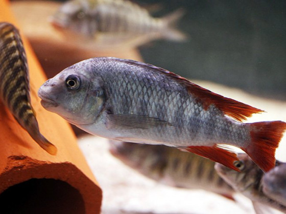 Petrochromis texas Ubwari Red Fin