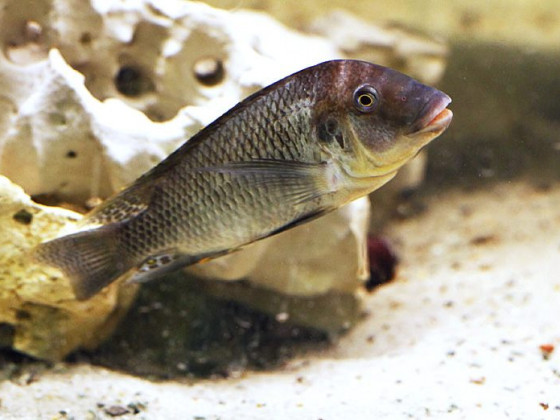 Petrochromis famula Sangala