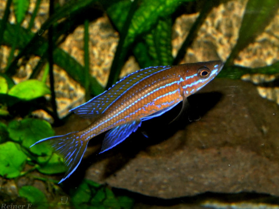 1 männlicher  Paracyprichromis n. blue neon 14072014
