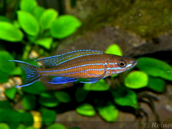 2 männlicher  Paracyprichromis n. blue neon 08062014