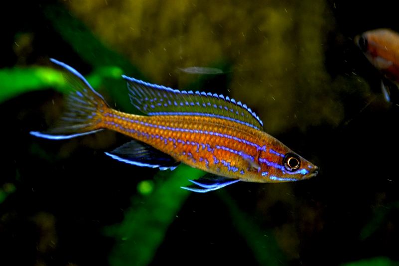 männlicher paracyprichromis n. blue neon 24042014. B  jpg