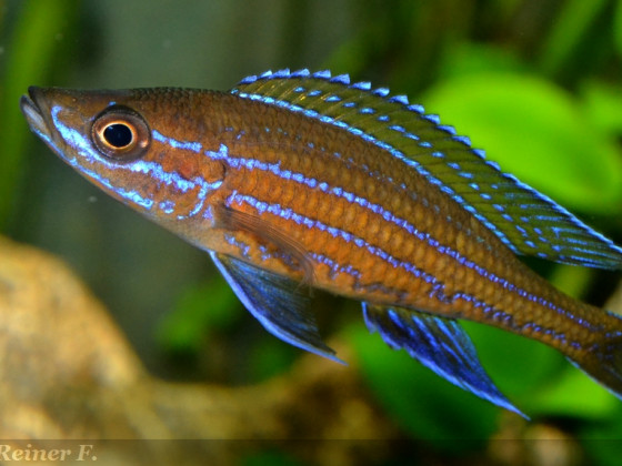 männlicher paracyprichromis n. blue neon 2  06062014