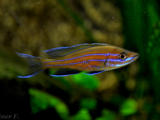 männlicher paracyprichromis n. blue neon 24042014. A jpg