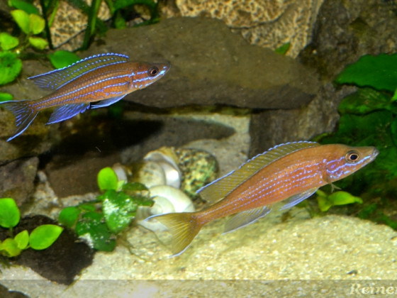 beide Böcke Paracyprichromis 06062014