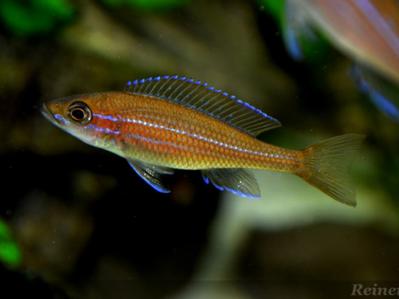 2 weiblicher Paracyprichromis n. blue neon 24042014