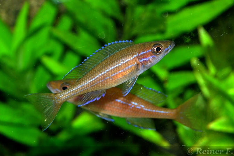 8 weiblicher Paracyprichromis n. blue neon 08062014