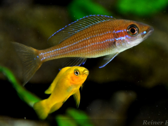 3 weiblicher Paracyprichromis n. blue neon mit lomgior  24042014