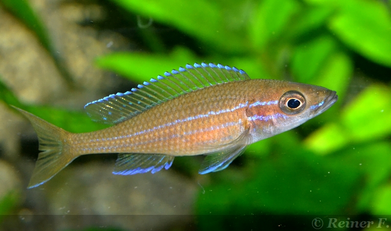 4 weiblicher Paracyprichromis n. blue neon 08062014