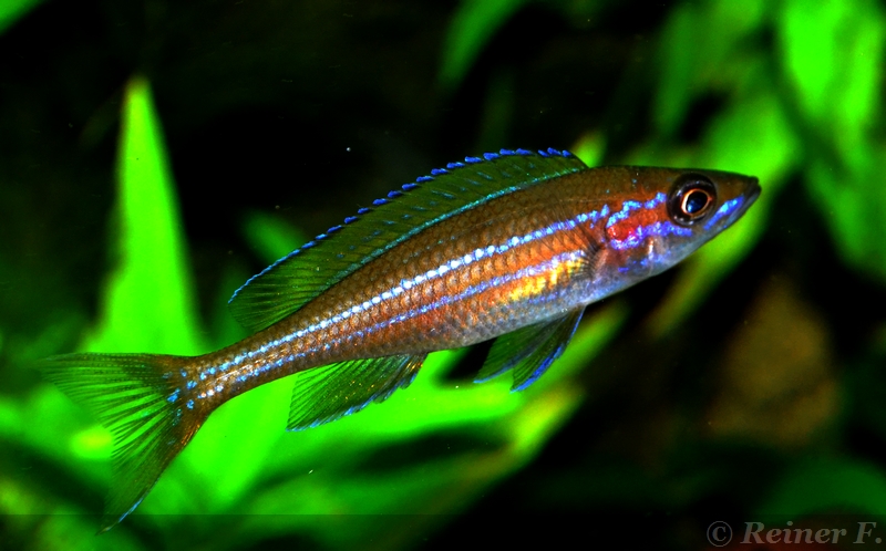 2 weiblicher Paracyprichromis n. blue neon 08062014