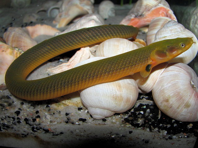 Flösselaal - Erpetoichthys calabaricus