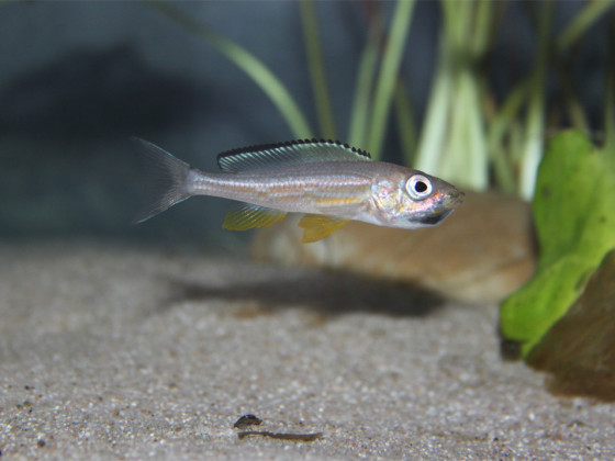 Paracyprichromis brieni kisonso