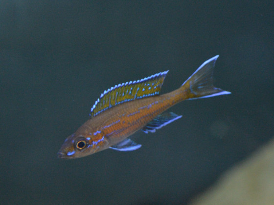 Paracyprichromis nigripinnis "Blue neon"