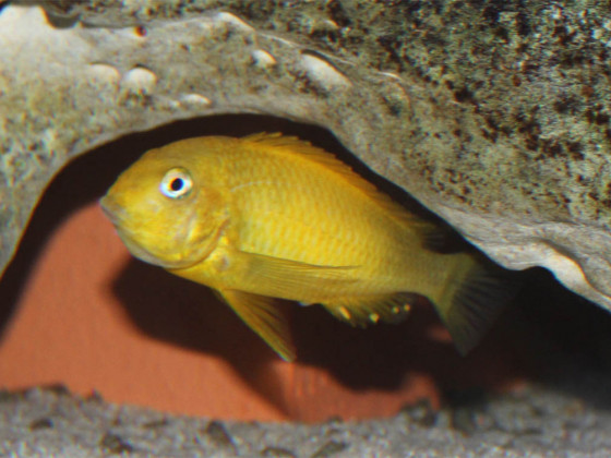 Tropheus kiriza yellow