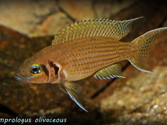 Neolamprologus olivaceous