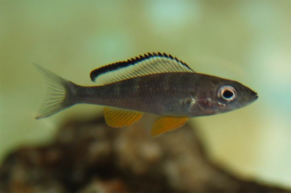 Paracyprichromis briei kisonso