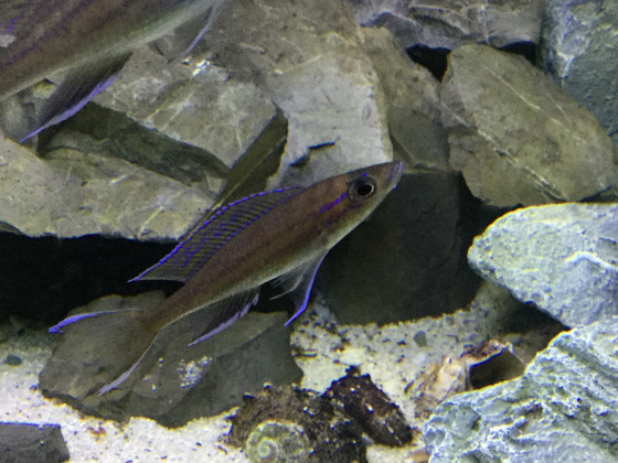 Paracyprichromis nigripinnis Kitumba