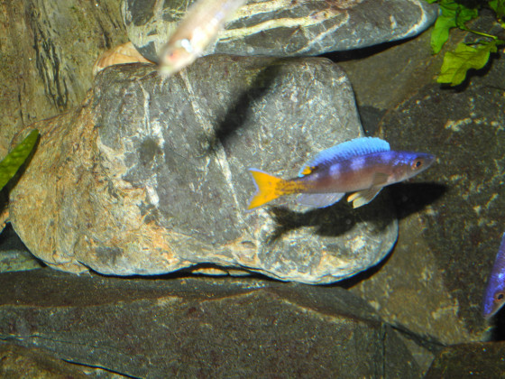 Cyprichromis leptosoma utinta