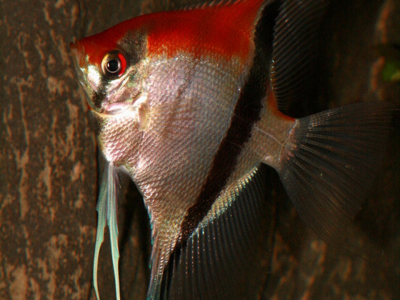 Manacapuru Rotrücken Skalar,Männliches Tier mit einer Spannweite von ca. 28 cm