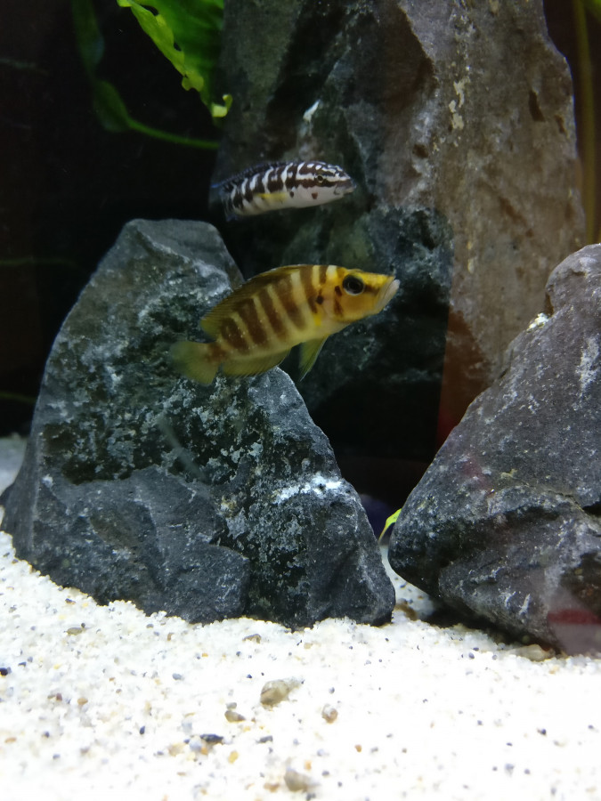 A. Compressiceps gold head und J. transcrpitus gombe