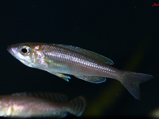 cyprichromis leptosoma utinta fluorescent weibchen