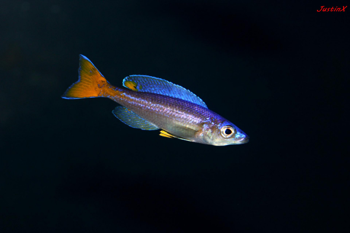 cyprichromis leptosoma utinta fluorescent