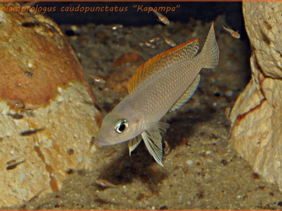 Neolamprologus caudopunctatus "Kapampa"