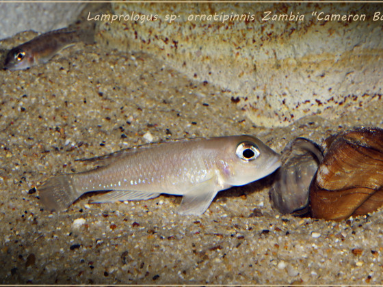 Lamprologus sp. ornatipinnis Zambia "Cameron Bay"