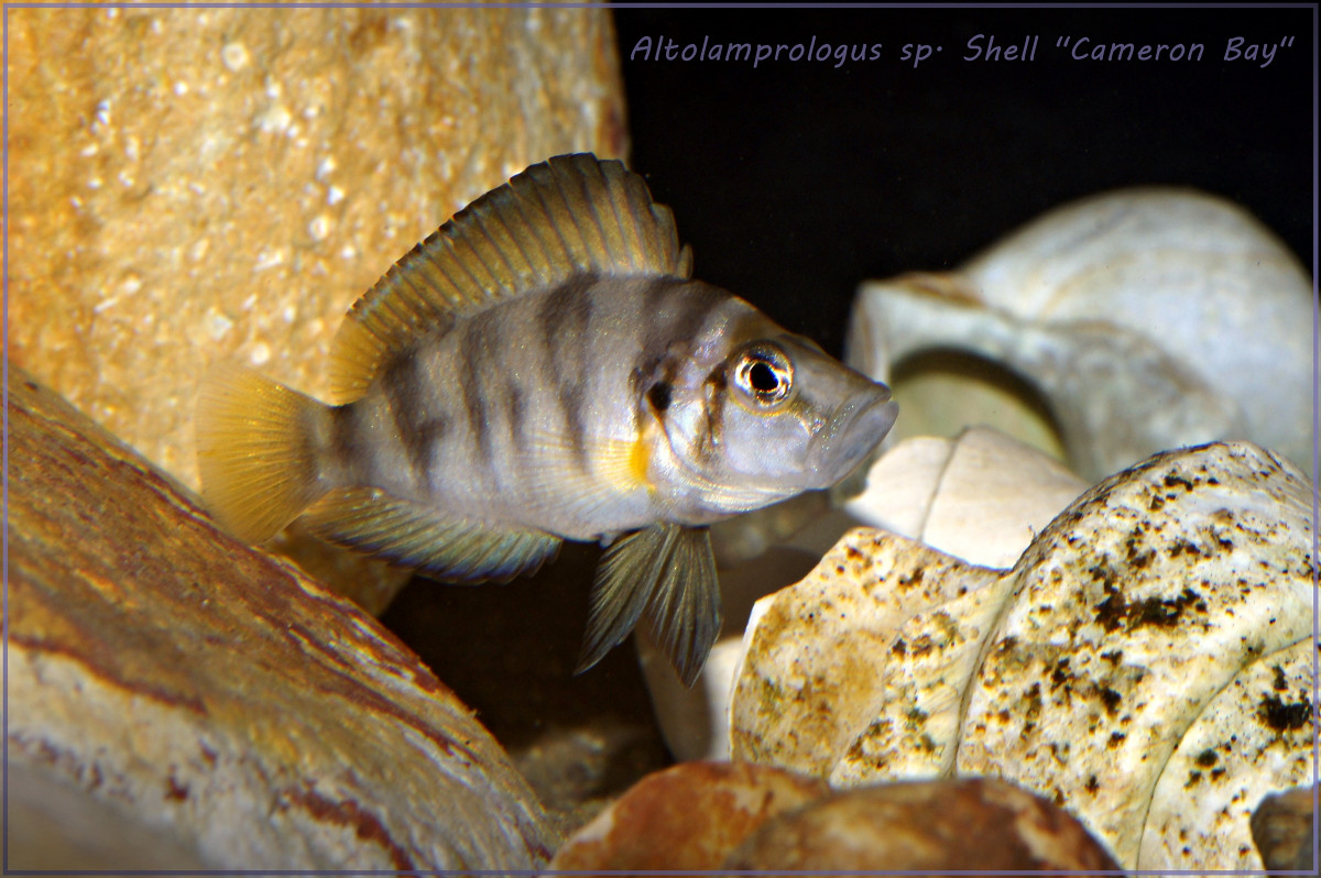 Altolamprologus sp. Shell "Cameron Bay"
