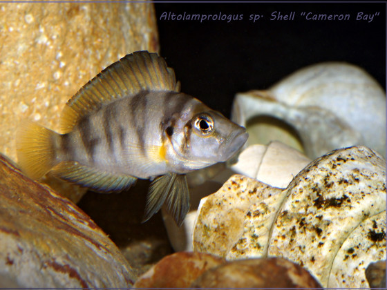Altolamprologus sp. Shell "Cameron Bay"
