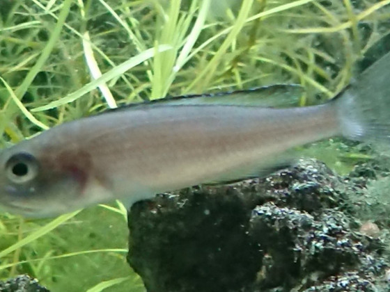 Cyprichromis Leptosoma tricolor Weibchen mit jungen im maul
