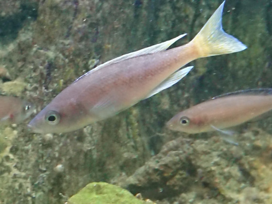 Cyprichromis Leptosoma "tricolor" ?