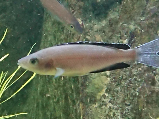 Cyprichromis leptosoma "tricolor" 2. Farbvariante