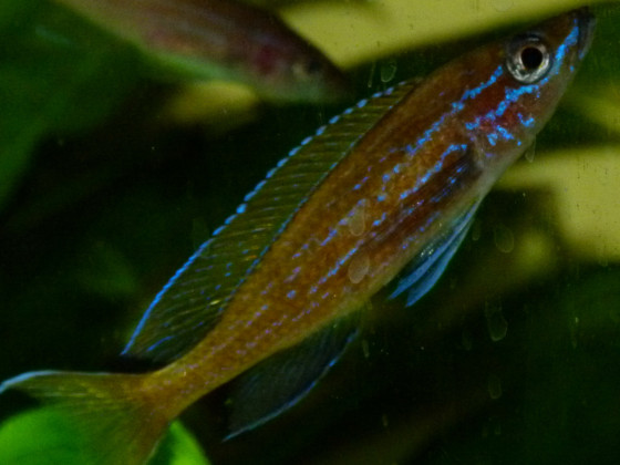 Paracyprichromis nigripinnis "Blue Neon" Männchen