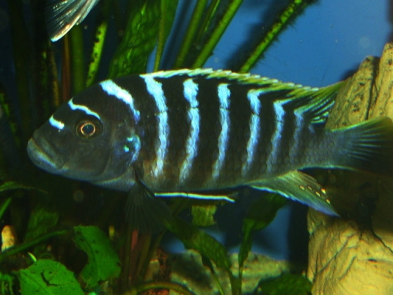 Cynotilapia zebroides Red Top