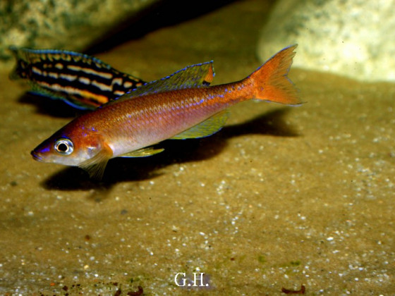 Cyprichromis leptosoma Utinta red tail