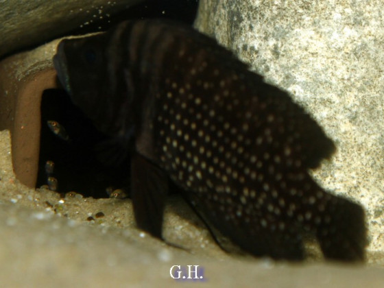 Altolamprologus calvus black pectoral
