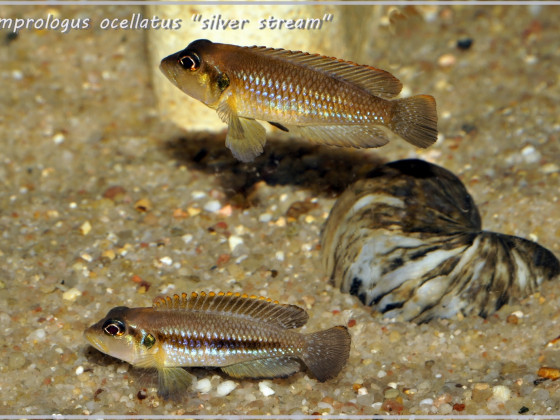 Lamprologus ocellatus "silver stream"