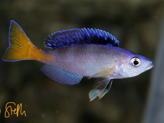 Cyprichromis Leptosoma blue flash Isanga