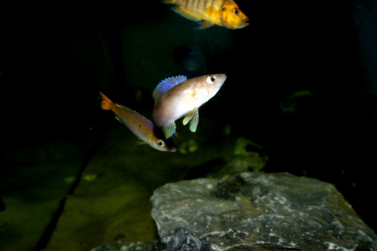 Cyprichromis leptosoma Utinta red tail