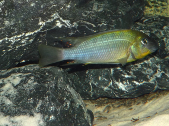 Petrochromis polyodon "Chinga"