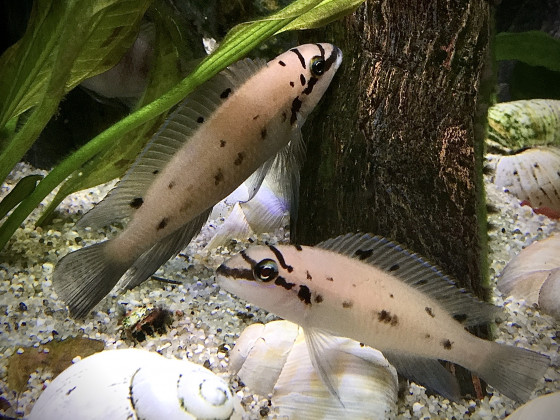 Chalinochromis sp. „Ndobhoi“