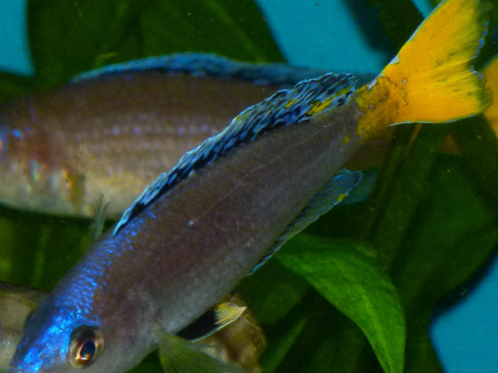 Cyprichromis Leptosoma Mpulungu " Blue Flash"