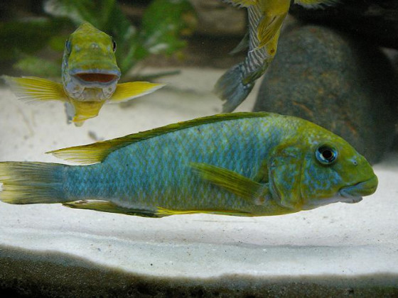 Petrochromis Macrognathus Sumbu WF