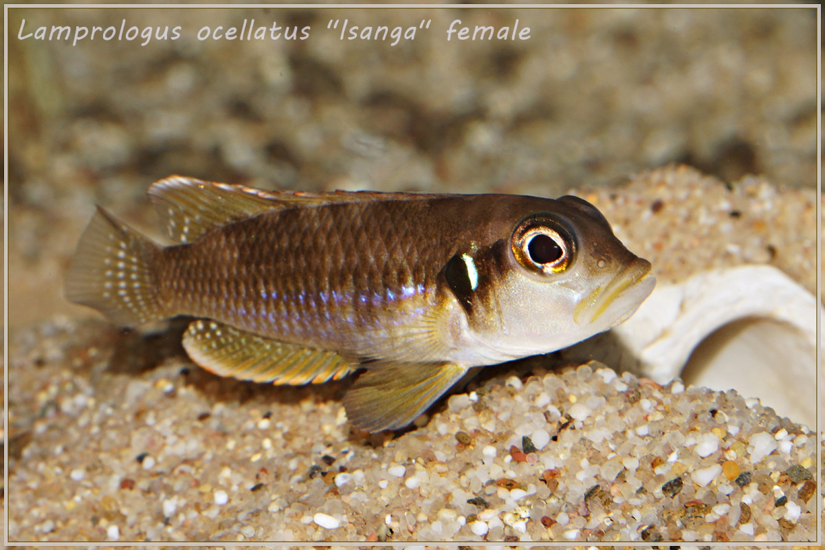 Lamprologus ocellatus "Isanga" WF