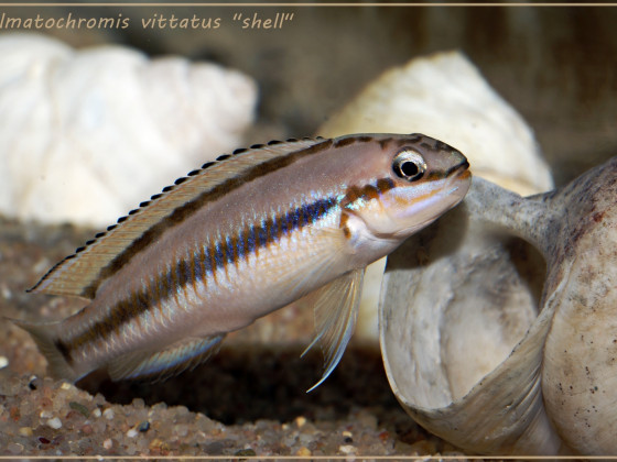 Telmatochromis vittatus "shell"