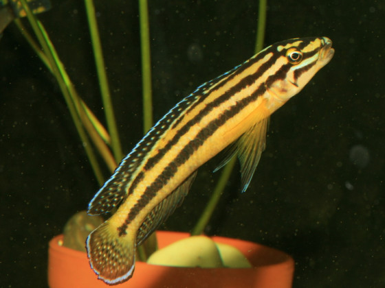 Julidochromis regani "Kipilli"