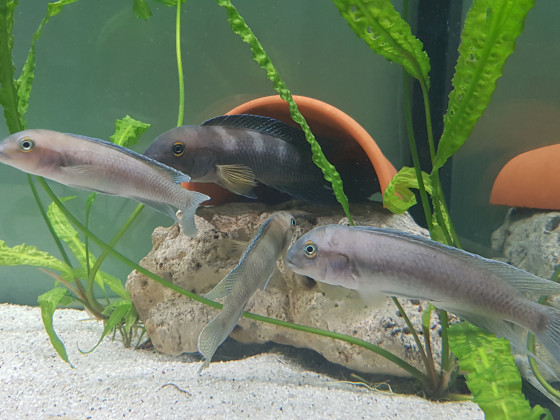 Chalinochromis cyanophleps