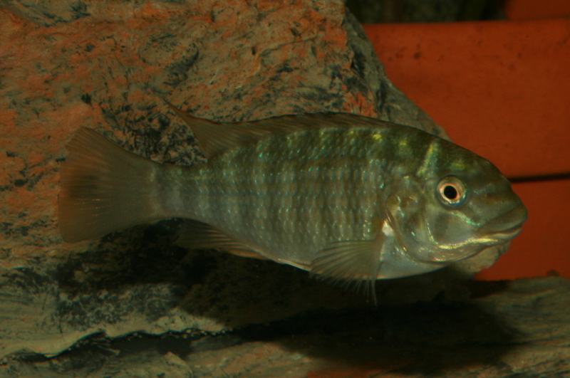 Petrochromis "Kipilli" juv.